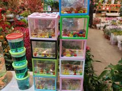 -双季花艺园艺市场(浦东店)