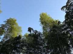 -东明山森林公园