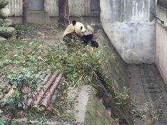 -成都大熊猫繁育研究基地