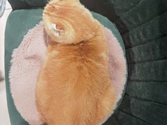 -平行世界·猫咖(首经贸店)