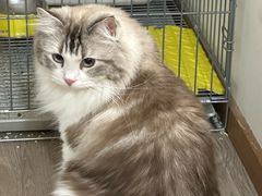 -柴迷FANS CLUB·柴犬狗咖·猫咖