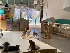 -飞行喵MR PILOT|猫舍·猫咖(静安大融城店)