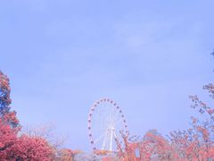 -顾村公园
