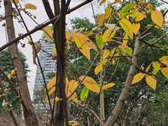 -重庆彩云湖湿地公园