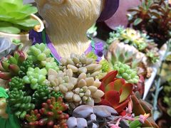 -双季花艺园艺市场(浦东店)