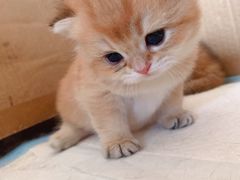 -安安宠医·安宠宠物医院