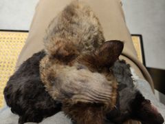 -琪喵猫屋·撸猫猫咖·猫舍