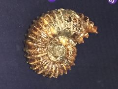 贝壳博物馆-青岛贝壳博物馆