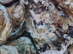 -老虎滩船说·海胆水饺·大连海鲜(老虎滩店)