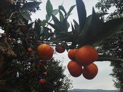 -苏州佳怡假日酒店