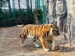 -上海野生动物园老虎餐厅