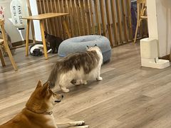 -柴迷FANS CLUB·柴犬狗咖·猫咖