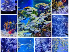 -成都浩海立方海洋公园