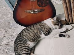 -喵屿·大理花园猫咖