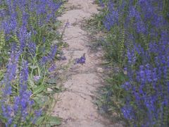 -汉长安城未央宫国家考古遗址公园