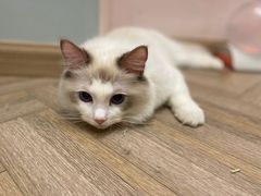 -酷豆宠物咖啡·宠物美食·撸猫馆