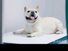 -山宅一喵德文卷毛猫舍