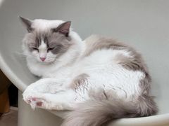 -有喵·猫咖·狗咖·40+猫狗有小奶狗(岗厦店)