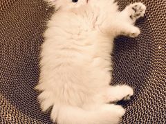 -柚子猫舍·精品猫舍购猫·猫咪认养·购宠·宠物店