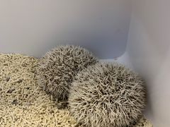-浣熊柯尔鸭土拨鼠·电玩咖