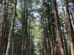 -重庆睡佛山森林公园
