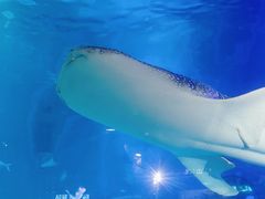 -烟台海昌鲸鲨海洋公园