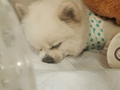 -宠爱国际动物医院· 猫科· 外科·中兽医(长白店)