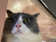 -猫儿山۰猫主题餐厅