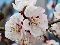 -桃花堤公园