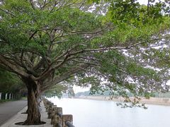 -大湾区中央湿地公园