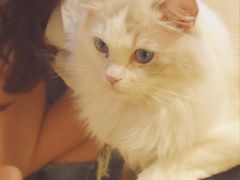 -瞄一喵猫咖(格力海岸店)