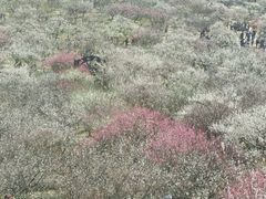 -香雪海