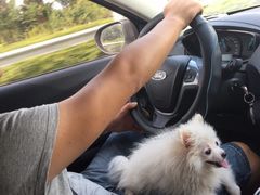 -艾贝尔宠物医院·狂犬免疫点(江山金象城店)