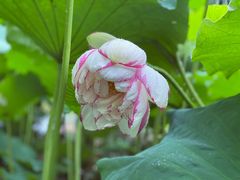 -陈家山荷花公园
