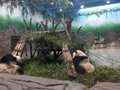 -成都大熊猫繁育研究基地-熊猫厨房