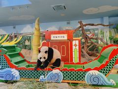 -广州长隆野生动物世界