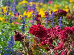 -武清南湖绿博园