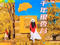 -千年银杏谷文化旅游区