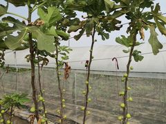 -尚果生态采摘园