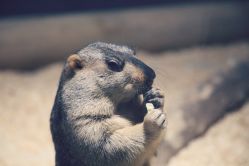 -酷嗒动物文化乐园(cutezoo西溪乐天城店)