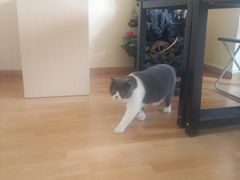 -猫音日语留学培训