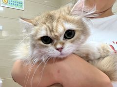 -北京观赏动物医院·24小时大型综合·猫专科·异宠专科