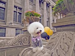 -超宠爱宠物摄影-Super pet