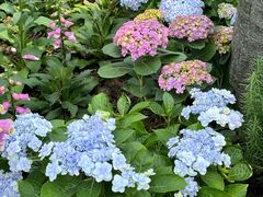 -广州市白云山风景名胜区