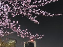 -西北湖绿化广场