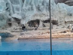 -帝企鹅自助餐厅•儿童岛•真企鹅(长隆企鹅酒店)