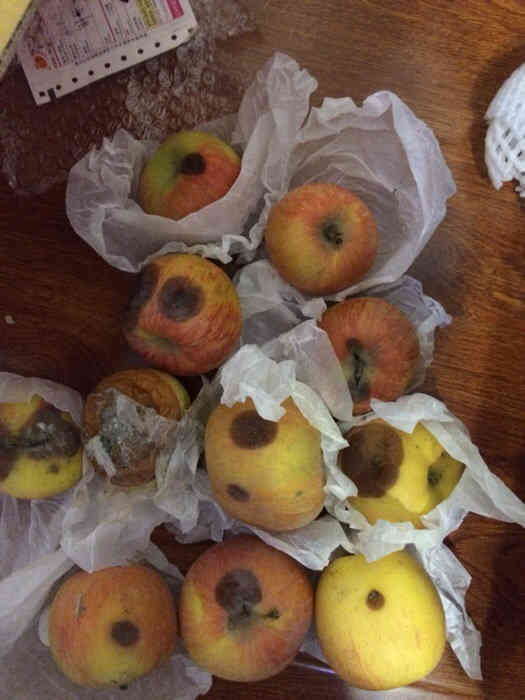 坏的苹果真实照片图片