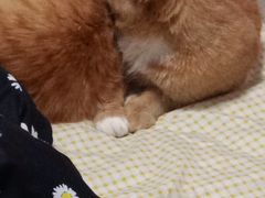 -美联众合宠物医院·爱萌分院·内外科·猫科中心