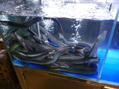 -本炙炭烤·蒲烧活鳗料理店(金沙洲店)