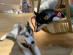 -Husky Go! 哈士奇体验馆·宠物咖啡厅狗咖